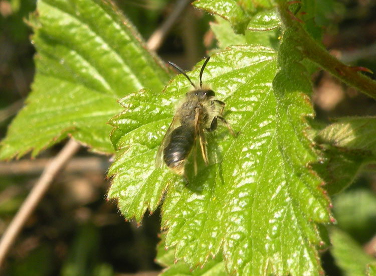 Ipotesi senza pretese: Andrena sp